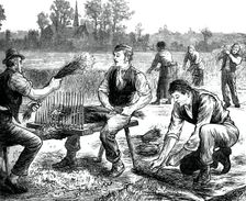 Flax rippling, c1880