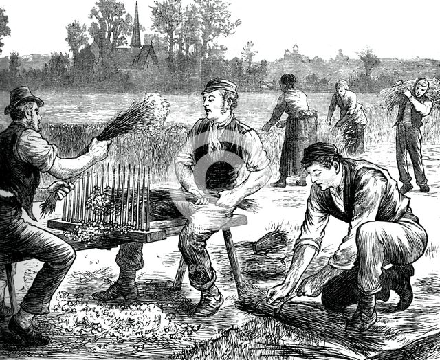 Flax rippling, c1880. Artist: Unknown