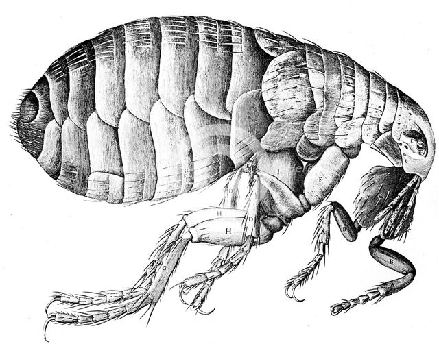 Flea, wingless bloodsucking parasitic insect, 1665. Creator: Robert Hooke.