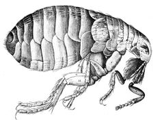 Flea, wingless bloodsucking parasitic insect, 1665. Creator: Robert Hooke