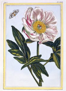 Flesh coloured common Paeony, pub. 1776. Creator: Pierre Joseph Buchoz (1731-1807)