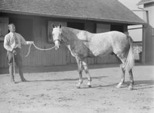 Fletcher, Walter D. Fletcher, with horse, 1934 Sept. Creator: Arnold Genthe