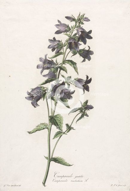 Fleurs dessinées daprès nature: Campanule gantelée, c. 1800. Creator: Gerard van Spaendonck (Dutch, 1746-1822).