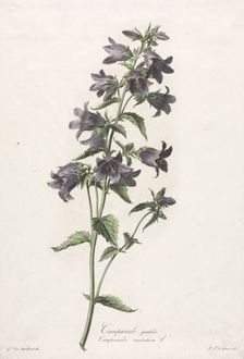 Fleurs dessinées daprès nature: Campanule gantelée, c. 1800. Creator: Gerard van Spaendonck (Dutch, 1746-1822)
