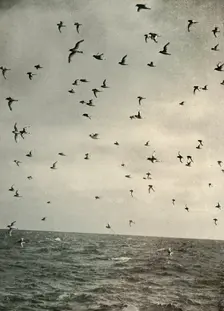 Flight of Antarctic Petrels c1908, (1909)
