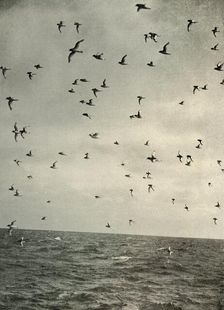 Flight of Antarctic Petrels c1908, (1909)