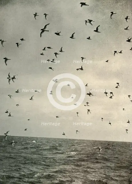 'Flight of Antarctic Petrels', c1908, (1909).  Artist: Unknown.