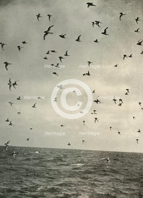 'Flight of Antarctic Petrels', c1908, (1909).  Artist: Unknown.