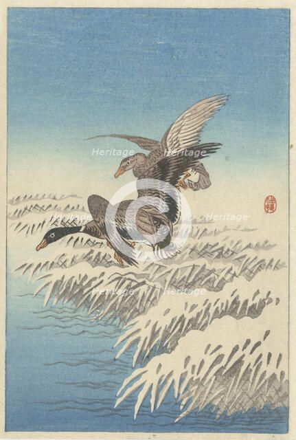Flock of ducks flying above snowy reed collar. Creator: Ohara, Koson (1877-1945).