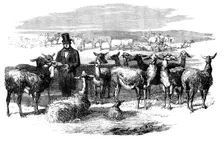 Flock of Lllamas, just imported from Peru, 1858. Creator: Unknown