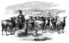 Flock of Lllamas, just imported from Peru, 1858. Creator: Unknown