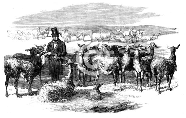 Flock of Lllamas, just imported from Peru, 1858. Creator: Unknown.