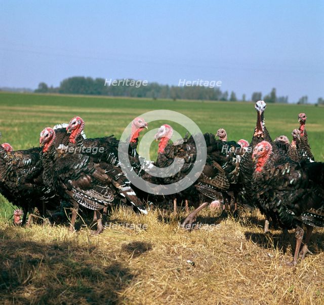 Flock of turkeys in Hungary. Artist: CM Dixon Artist: Unknown