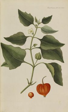 Flora Danica, 1761. Creator: Oeder, Georg Christian Edler (1728-1791)