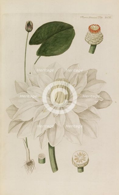 Flora Danica, 1761. Creator: Oeder, Georg Christian Edler (1728-1791).