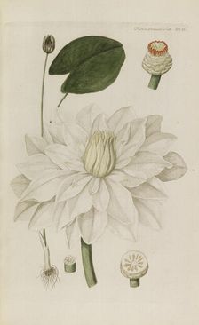 Flora Danica, 1761. Creator: Oeder, Georg Christian Edler (1728-1791)