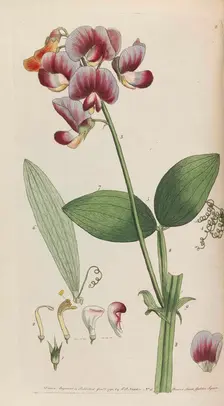 Flora rustica, 1792. Creator: Martyn, Thomas (1735-1825)