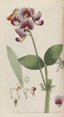 Flora rustica, 1792. Creator: Martyn, Thomas (1735-1825)