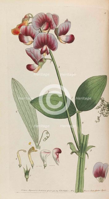 Flora rustica, 1792. Creator: Martyn, Thomas (1735-1825).