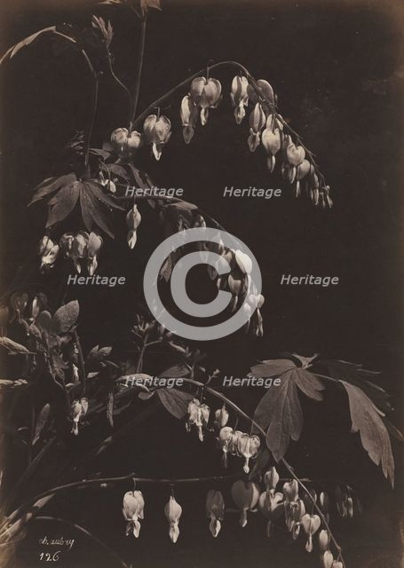 Floral Still Life (Bleeding Hearts), c. 1865. Creator: Charles Aubry (French, 1811-1877).