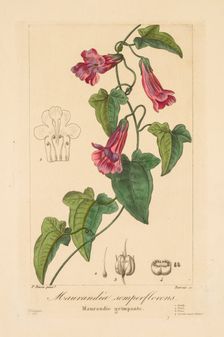 Flore des Jardiniers, Amateurs et Manufacturiers: Maurandia semperflorens, 1836. Creator: Jean Pierre Frederic Barrois (French, 1786-aft 1841); Pancrace Bessa (French, 1772-1846)