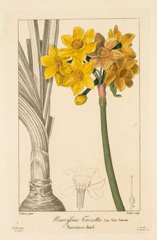 Flore des Jardiniers, Amateurs et Manufacturiers: Polyanthus or Cluster Narcissus, 1836. Creator: Pancrace Bessa (French, 1772-1846)