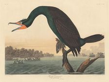 Florida Cormorant, 1835. Creator: Robert Havell