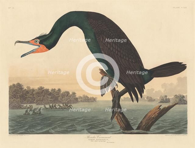 Florida Cormorant, 1835. Creator: Robert Havell.