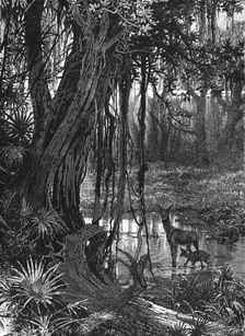 Florida Everglades, USA, c1885