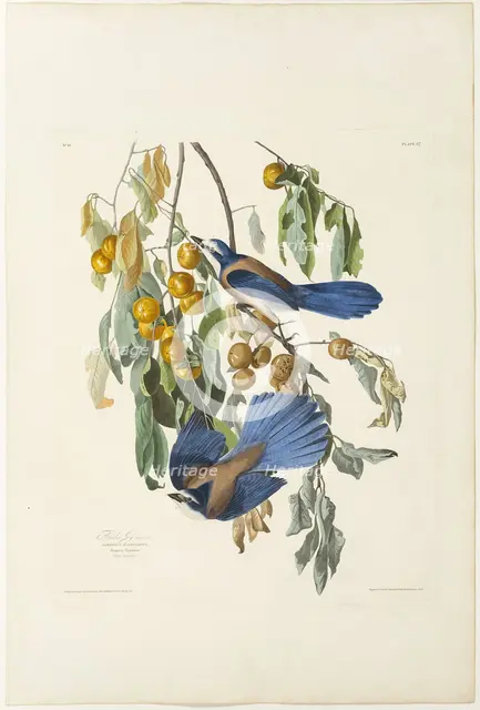 Florida Jay, 1830. Creator: Robert Havell.