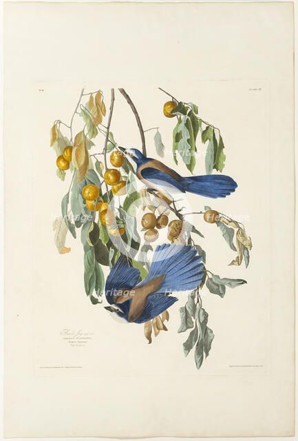 Florida Jay, 1830. Creator: Robert Havell.