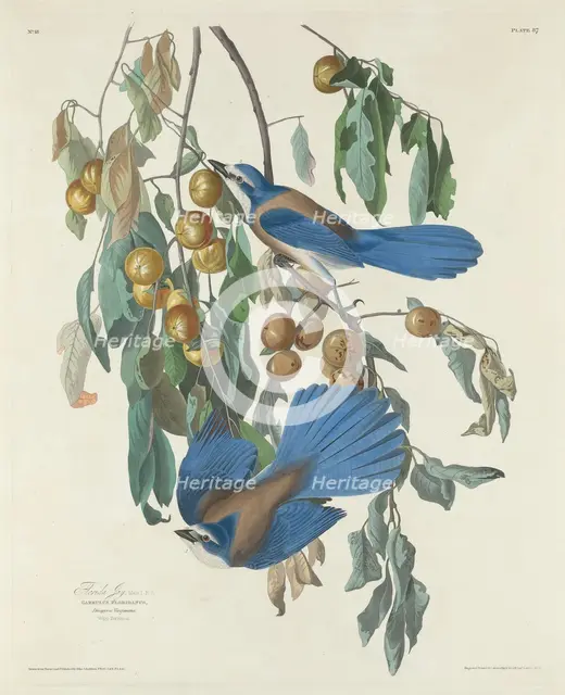 Florida Jays, 1830. Creator: Robert Havell.