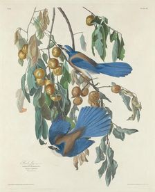 Florida Jays, 1830. Creator: Robert Havell