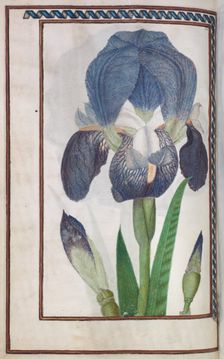 Florilegium, 1608. Creator: Unknown