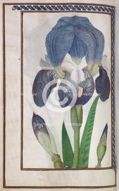 Florilegium: (page 14 verso) blue and white iris, 1608. Creator: Unknown.