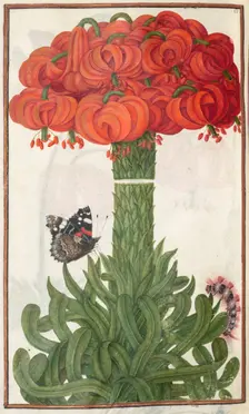 Florilegium: (page 18 verso) boquet of orange lilies, 1608. Creator: Unknown