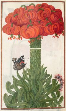 Florilegium: (page 18 verso) boquet of orange lilies, 1608. Creator: Unknown