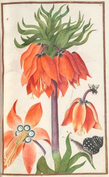 Florilegium: (page 19 recto) orange fritillaria imperialis (crown imperial) , 1608. Creator: Unknown