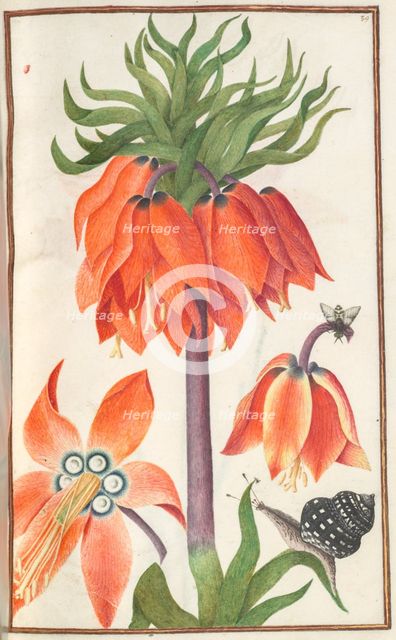 Florilegium: (page 19 recto) orange fritillaria imperialis (crown imperial) , 1608. Creator: Unknown.