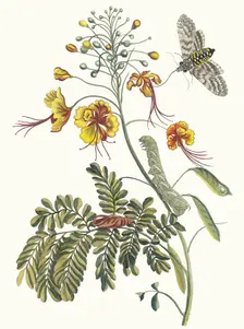 Flos Pavonis. From the Book Metamorphosis insectorum Surinamensium, 1705. Creator: Merian, Maria Sibylla (1647-1717)