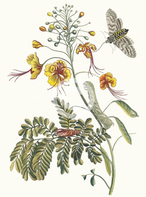 Flos Pavonis. From the Book Metamorphosis insectorum Surinamensium, 1705. Creator: Merian, Maria Sibylla (1647-1717).