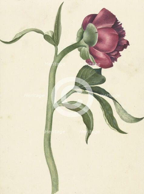 Flower of the peony, 1700-1800. Creator: CJ Kruimel.