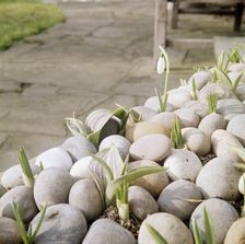 Flower bulbs growing amidst small stones, including a snowdrop, 20th century Artist: John Gay