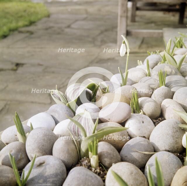 Flower bulbs growing amidst small stones, including a snowdrop, 20th century Artist: John Gay.