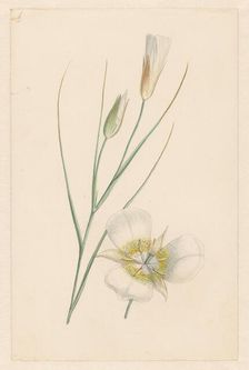Flower, c.1800-c.1900. Creator: Anon