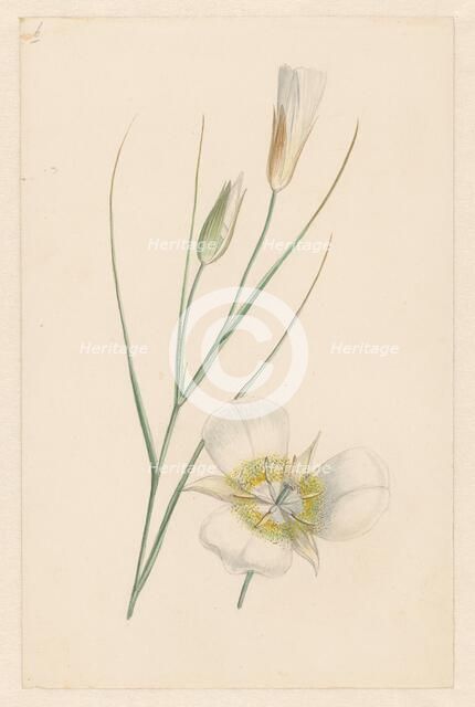 Flower, c.1800-c.1900. Creator: Anon.