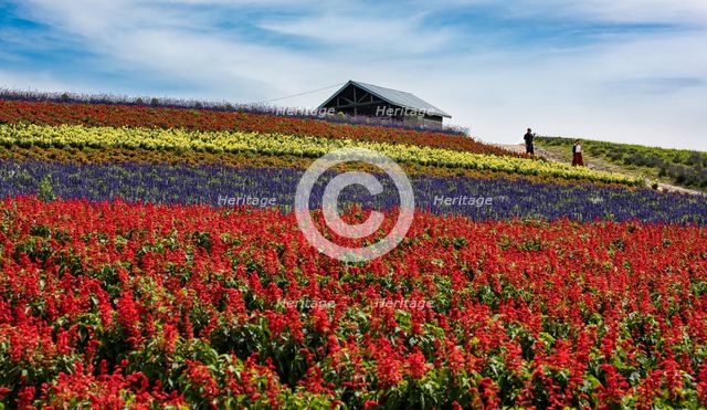 Flower Field. Creator: Dorte Verner.