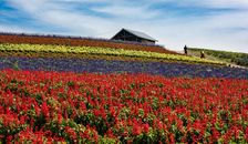 Flower Field. Creator: Dorte Verner