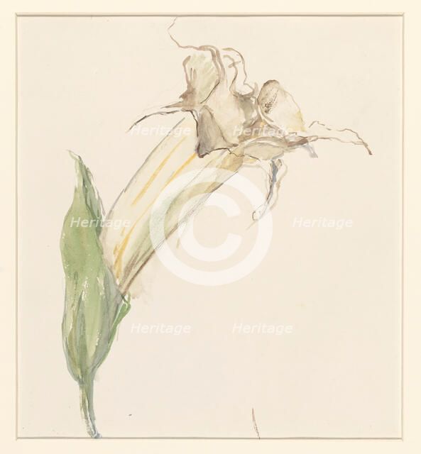 Flower (from a gourd?), 1844-1909. Creator: Sina Mesdag van Houten.