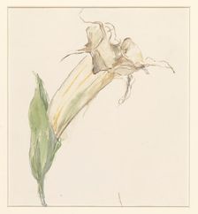 Flower (from a gourd?), 1844-1909. Creator: Sina Mesdag van Houten